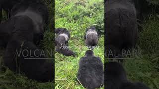 Gorilla Trekking Experience (close encounter) Mountain gorilla trekking in Rwanda