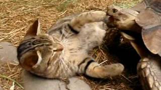 cat vs tortoise at gator farm (cat vs turtle)