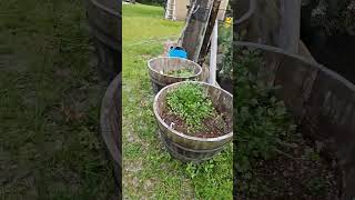 #garden #update #ranch #homestead #diy @CivilRepair