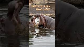 Mouthful brawl #hippopotamus