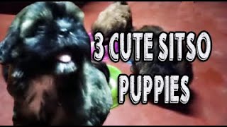 3 CUTE SITSO PUPPIES