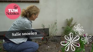 Salie snoeien - eind maart, begin april - Tuinseizoen