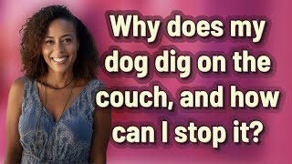 Why does my dog dig on the couch, and how can I stop it?