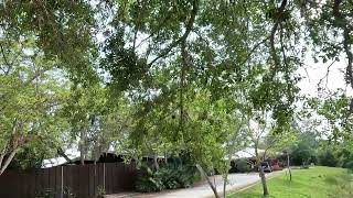 Tiny Bird in the Branches of the Oak Tree