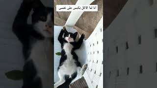 قط يقلد حركه الانسان بعد الاكل 😮😮