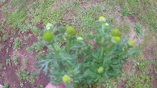 Collecting wild Chamomile