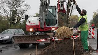 Plan Végétalisation de Meaux : 63 arbres plantés avenue Allende