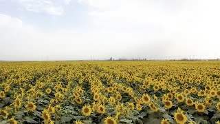 It's sunflower season in China's Xinjiang