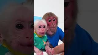 Dad feeds Lala #babymonkey  #monkey #cute #viralvideo #shorts