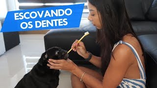 ESCOVANDO OS DENTES DOS PUGS