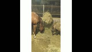 how Roy eats his hay🙄