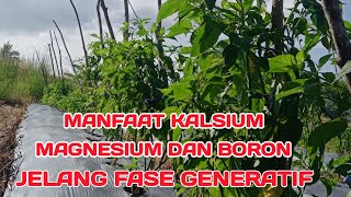 I. RACIKAN NUTRISI SUPER⁉️ CARA TINGKATKAN LAJU PERTUMBUHAN JELANG FASE GENERATIF