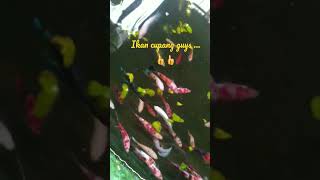 BETERNAK IKAN CUPANG, BAGUS TERNYATA WARNANYA