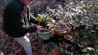 In the Garden: Still planting in December! Loving paperwhites too