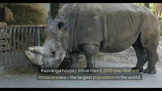 Kaziranga National park | Wild vibes with animation | AI