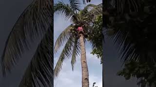 Climbing coconut skills of original Mindoreño #Climbing #skills #coconut #shorts