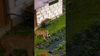 wild animal attack a dog in a village 🤯😭 #shorts #animals #wildlife #wildanimals