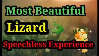 top 10 lizard | Most beautiful lizard | Friendly Green Anole lizard | Green Lizard | Lizard