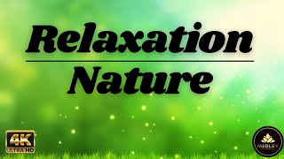 Beautiful Peaceful Relaxing Music (4K UHD)- Stress Relief, Medley Relaxation, Amazing Nature.