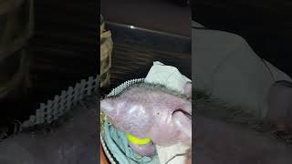 Splayed legs treatment | Macaw chick splayed legs