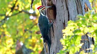 Pileated Woodpecker at Hole in Tree