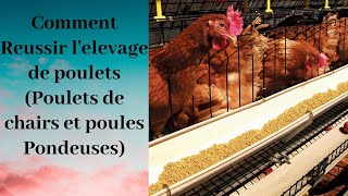 Partie 1: Comment Reussir l'Elevage de Poulet