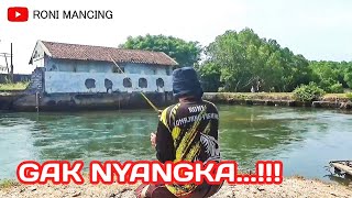 GAK NYANGKA SPOT INI ADA BABON NYA... ‼️ MANCING MUARA UMPAN UDANG HIDUP