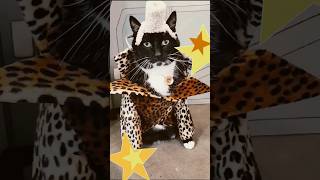 Fifth Element Ruby Rhod Cat Costume #cats #catshorts #aww