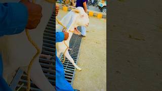 #viralvideo #viralshorts #viral bakra Mandi || cow mandi 2024