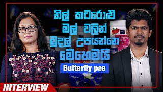 නිල් කටරොළු මල් වලින් මුදල් උපයන්නේ මෙහෙමයි | Butterfly Pea Tea | Blooming Blue Lanka Success Story