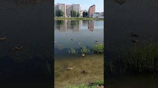 Пруд Южный🦆🌿💦 Тюмень