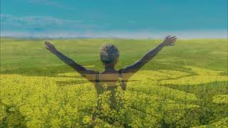 Beautiful Canola Flieds in the Overberg Region of South Africa