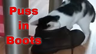 Cute Cat Plays With Work Boots.