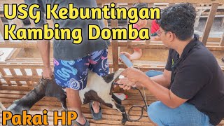 Teknologi Terbaru..! USG Kambing Domba  menggunakan HP Android