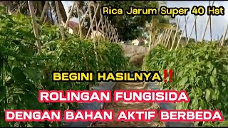 Part 6 : RAMUAN AMPUH ⁉️Rolingan fungisida efektif mencegah dan membasmi jamur