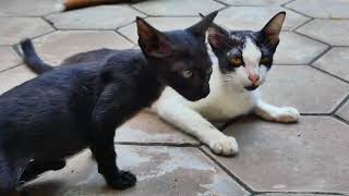 So adorable, all small abandoned kittens in the pagoda