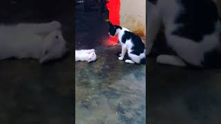 mother cat vs baby cat #trending #trending