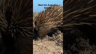 Meet Australia's Cutest Wildlife: Echidna, Koalas and More!