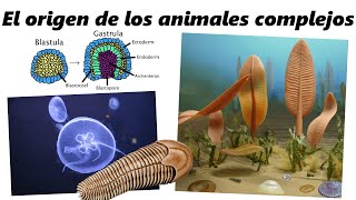 El origen de los animales complejos: ¿cómo los clasificamos?