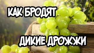 Как бродят дикие дрожжи винограда. Фруктовая брага