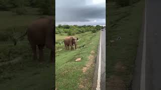 Elephant Eating Garbage 🐘 in Sri Lanka