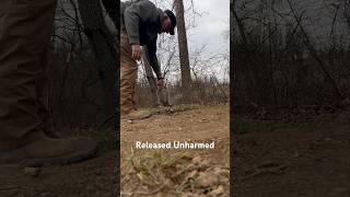 Releasing opossum unharmed. #trapping #opossum #outdoors