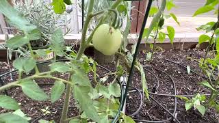 Update on our Austin front yard urban garden.