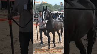 Black Horse, kala ghoda #horse #ghoda #ghode #ghodi #horses #horsevideo