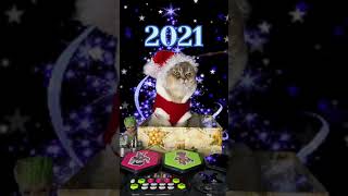 Hello 2021🎄 #ура2021 #cat #fup