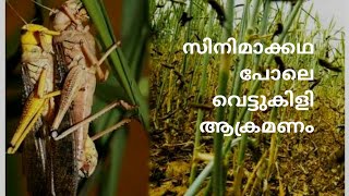 🔥Locust swarms are spreading rapidly across major Indian states