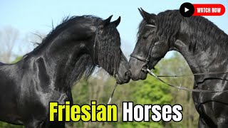 Friesian Horse Equestrian Farm: Horse Breeding Horse Breed #secretanimals @secret_animals