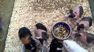 9-11-15 Animal House Pet Store rabbit with a bunch of guinea pigs