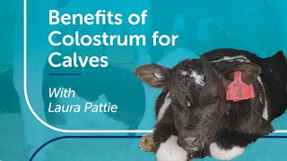 Benefits of Colostrum for Calves | PGG Wrightson Tech Tips