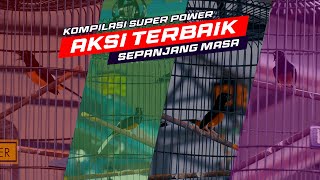 Kompilasi Murai Batu Super Power Terbaik Sepanjang Masa